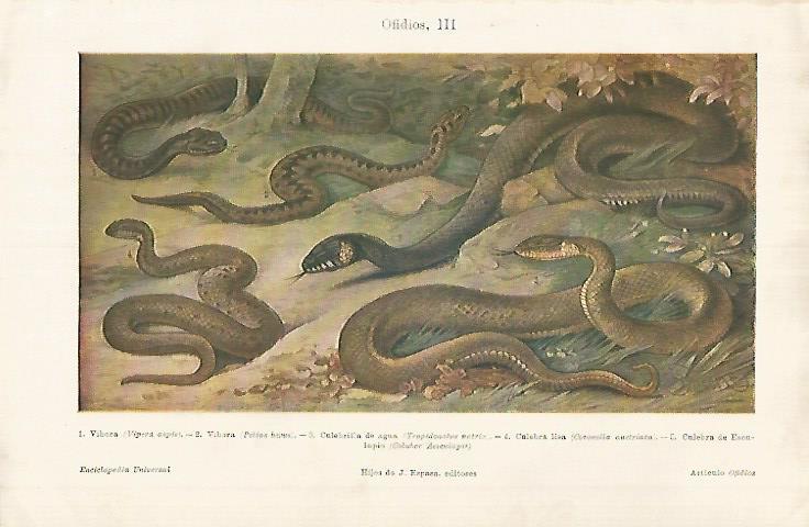 LAMINA ESPASA 25980: Vibora Culebrina de agua y culebra lisa