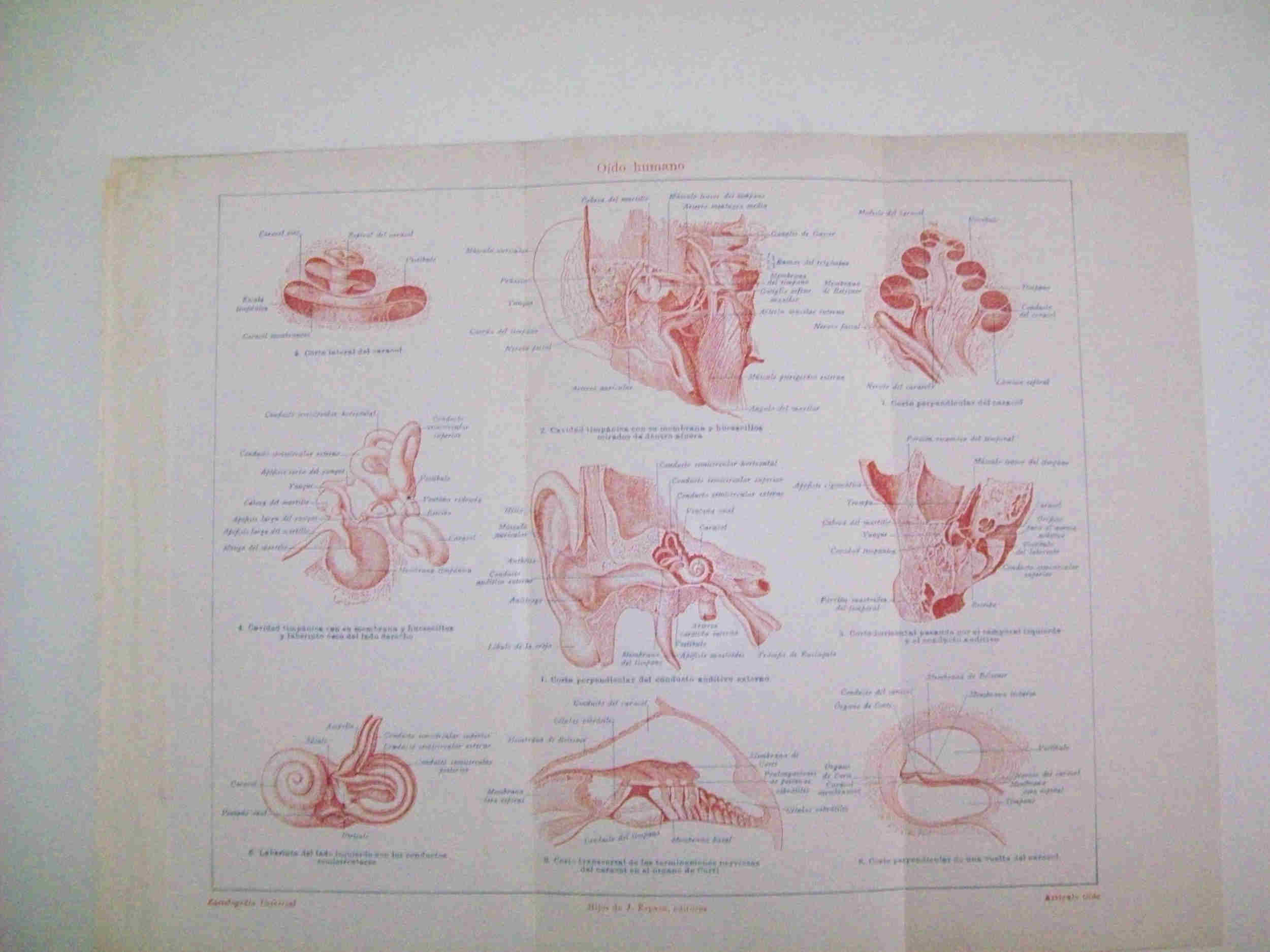 LAMINA ESPASA 25990: Oido humano
