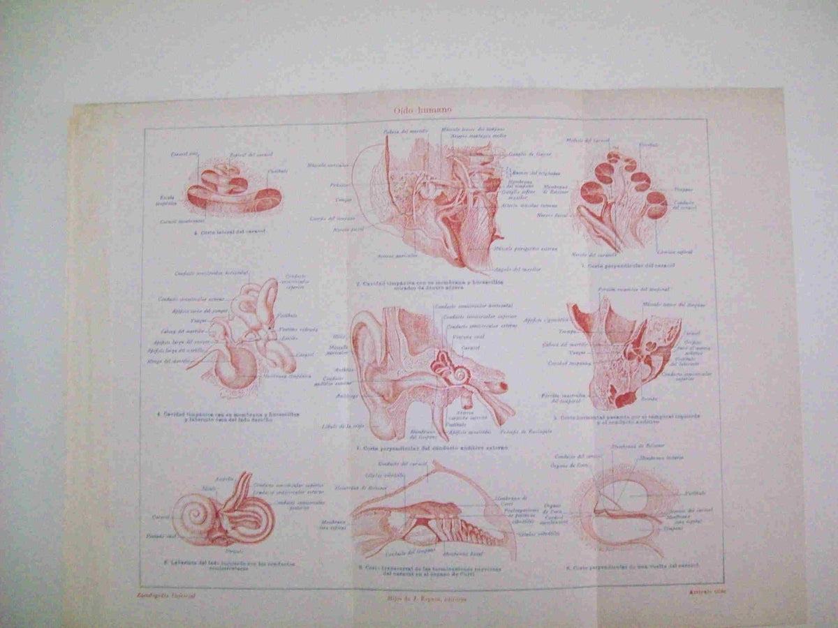 LAMINA ESPASA 25990: Oido humano