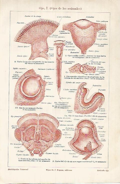 LAMINA ESPASA 25996: Ojos de los animales