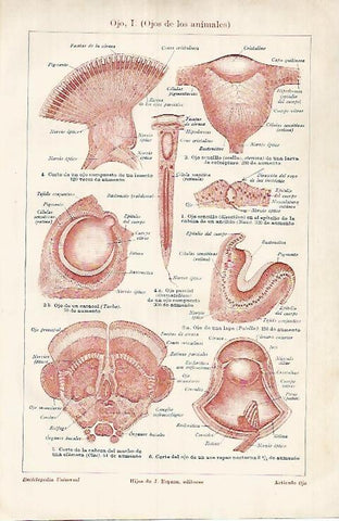 LAMINA ESPASA 25996: Ojos de los animales