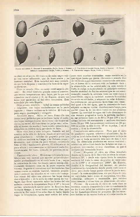 LAMINA ESPASA 26032: Frutos del olivo