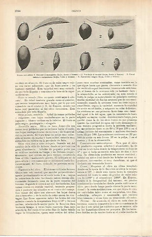 LAMINA ESPASA 26032: Frutos del olivo