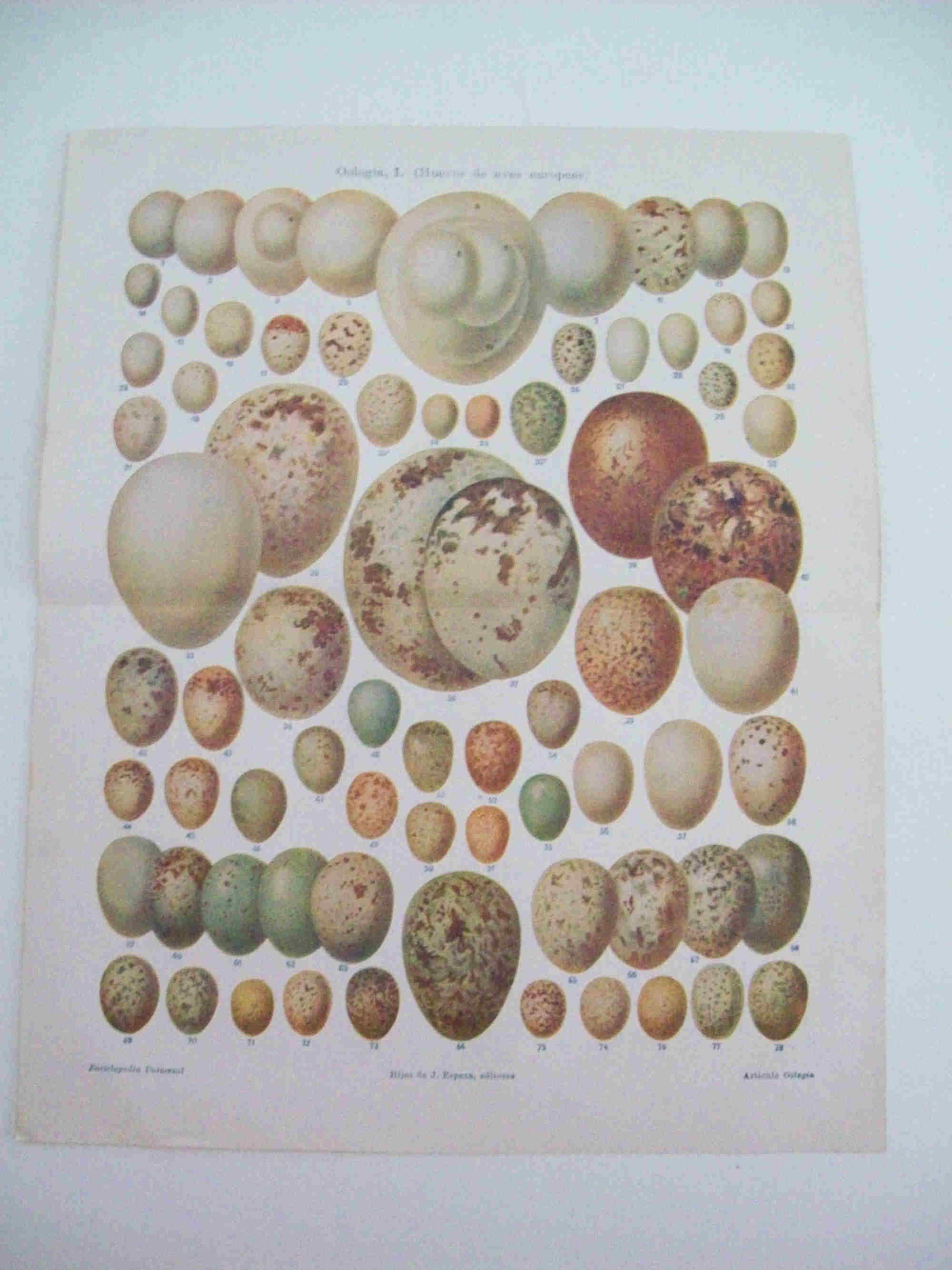 LAMINA ESPASA 26079: Huevos de aves europeas