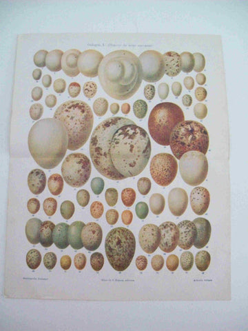 LAMINA ESPASA 26079: Huevos de aves europeas