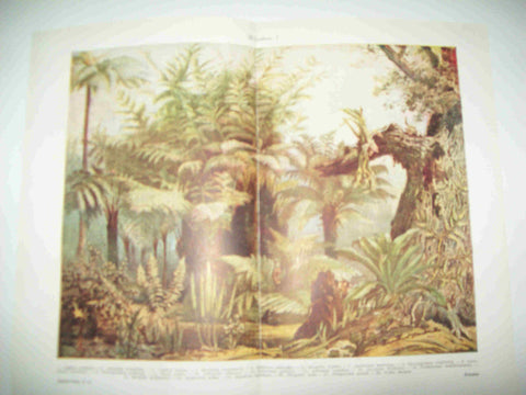 LAMINA ESPASA 21611: Helechos
