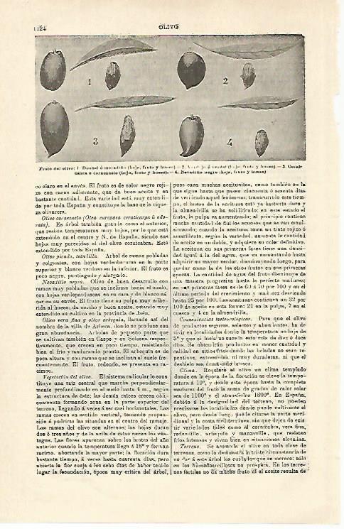 LAMINA ESPASA 21381: Fruto del olivo