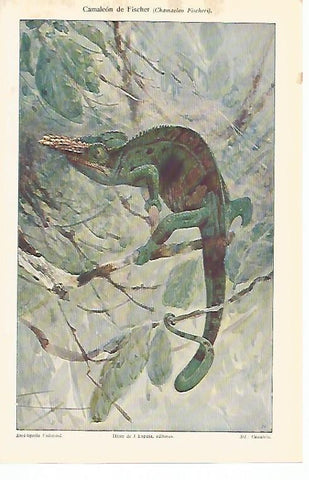 LAMINA De ESPASA 00109: Camaleon de Fischer