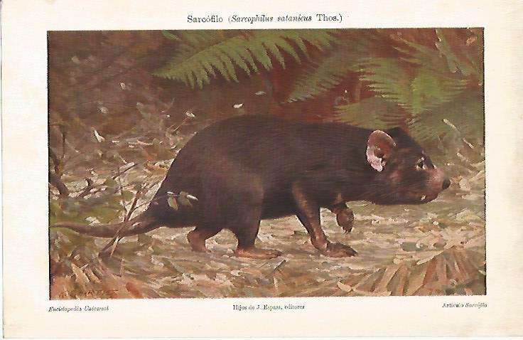 LAMINA ESPASA 19536: Sarcofilo o Sarcophilus satanicus Thos.