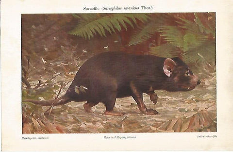 LAMINA ESPASA 19536: Sarcofilo o Sarcophilus satanicus Thos.