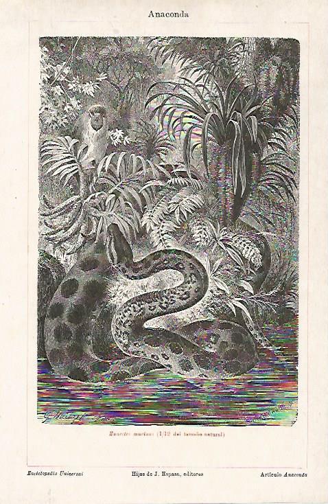 LAMINA ESPASA 23718: Anaconda