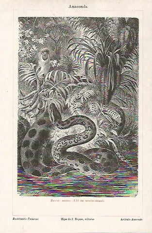 LAMINA ESPASA 23718: Anaconda