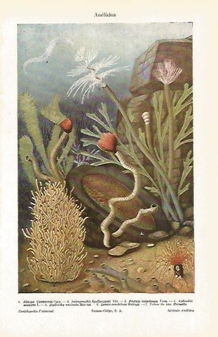 LAMINA ESPASA 23767: Anelidos