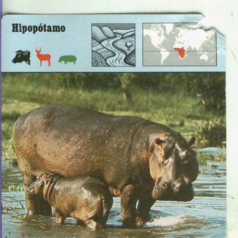 Postal: Ficha Sape Coleccionable: Hipopotamo