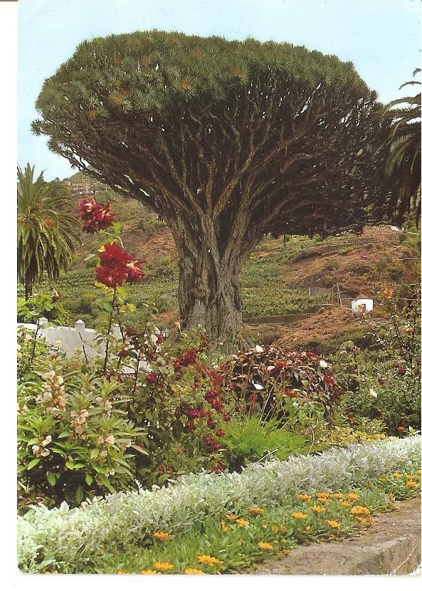 Postal 045497 : Icod (Tenerife). Drago milenario