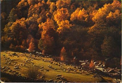 POSTAL 56507: Pastorale d automne