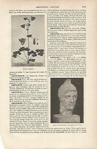 LAMINA ESPASA 26234: Aquiles busto griego