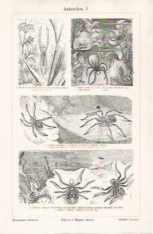 LAMINA ESPASA 26243: Aracnidos