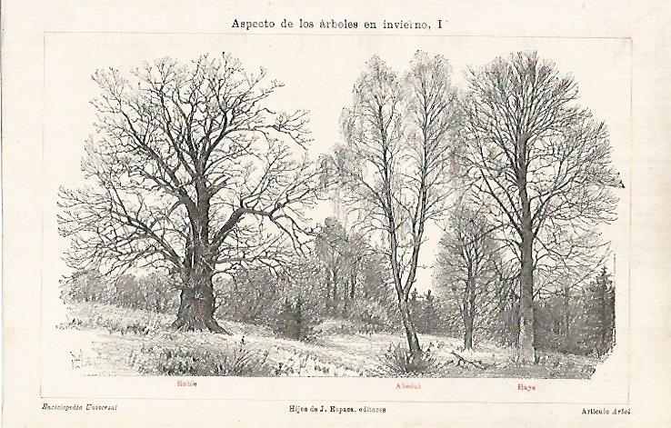 LAMINA ESPASA 26265: Roble Abedul y Haya