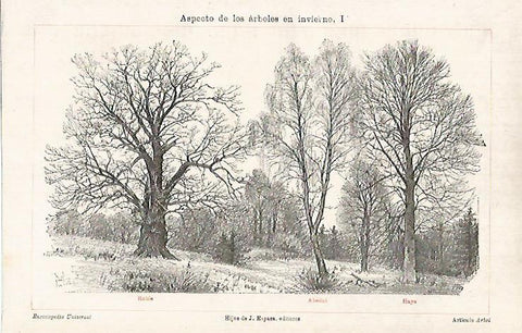 LAMINA ESPASA 26265: Roble Abedul y Haya