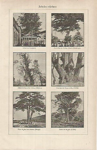 LAMINA ESPASA 26267: Arboles celebres