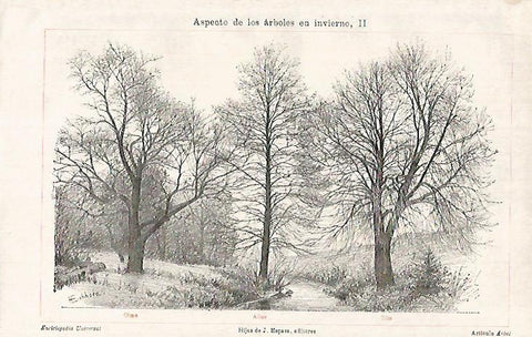 LAMINA ESPASA 26268: Olmo Aliso y Tilo
