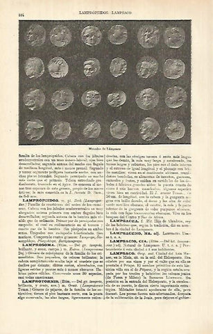 LAMINA ESPASA 26372: Monedas de Lampsaco