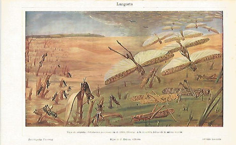 LAMINA ESPASA 26389: Nube de langosta en Africa