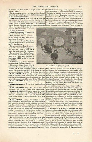 LAMINA ESPASA 26456: Las lavanderas de Quimperle por Thaulow