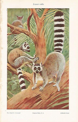 LAMINA ESPASA 26526: Lemur catta