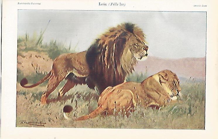 LAMINA ESPASA 26539: Leon o Fieris leo