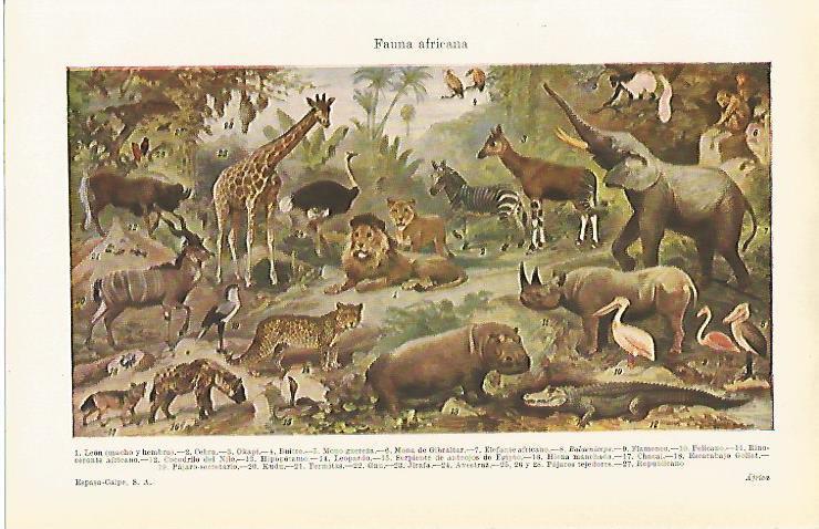 LAMINA ESPASA 15363: Fauna de Africa