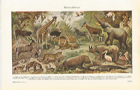 LAMINA ESPASA 15363: Fauna de Africa