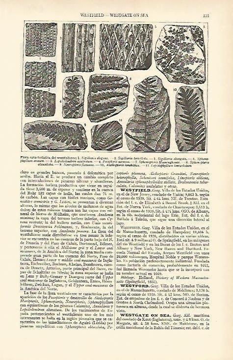 LAMINA ESPASA 1574: Flora caracterisitica del westfaliense