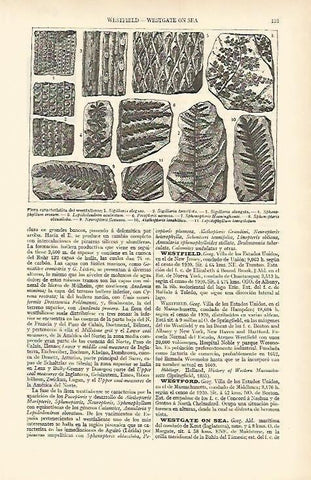 LAMINA ESPASA 1574: Flora caracterisitica del westfaliense