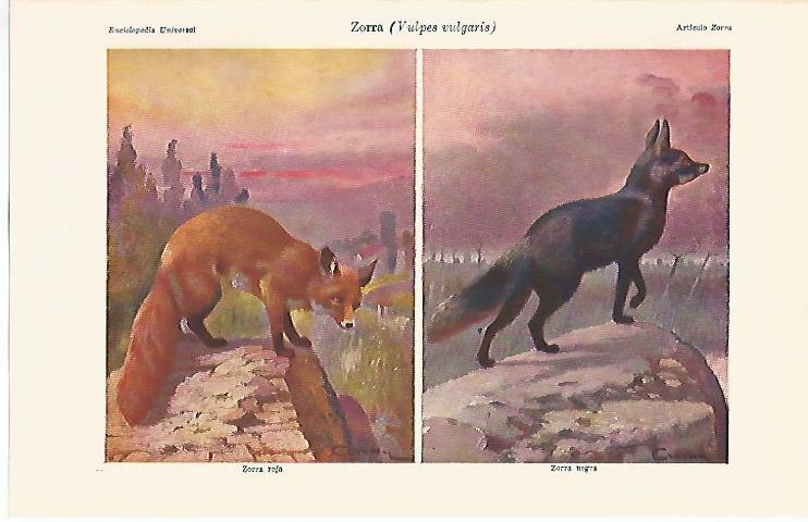 LAMINA ESPASA 1698: Vulpes vulgaris o zorra