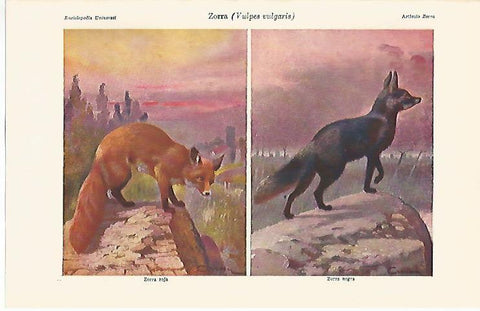 LAMINA ESPASA 1698: Vulpes vulgaris o zorra