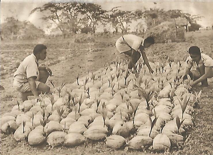 LAMINA GEOGRAFIA 0086: Industria de la copra en Polinesia
