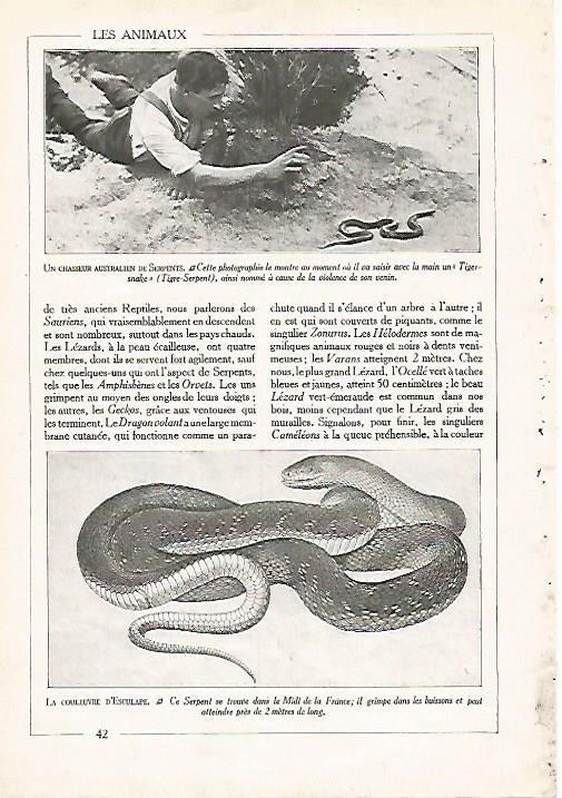 LAMINA 3846: CAZADOR AUSTRALIANO DE SERPIENTES