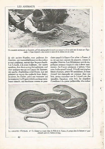 LAMINA 3846: CAZADOR AUSTRALIANO DE SERPIENTES