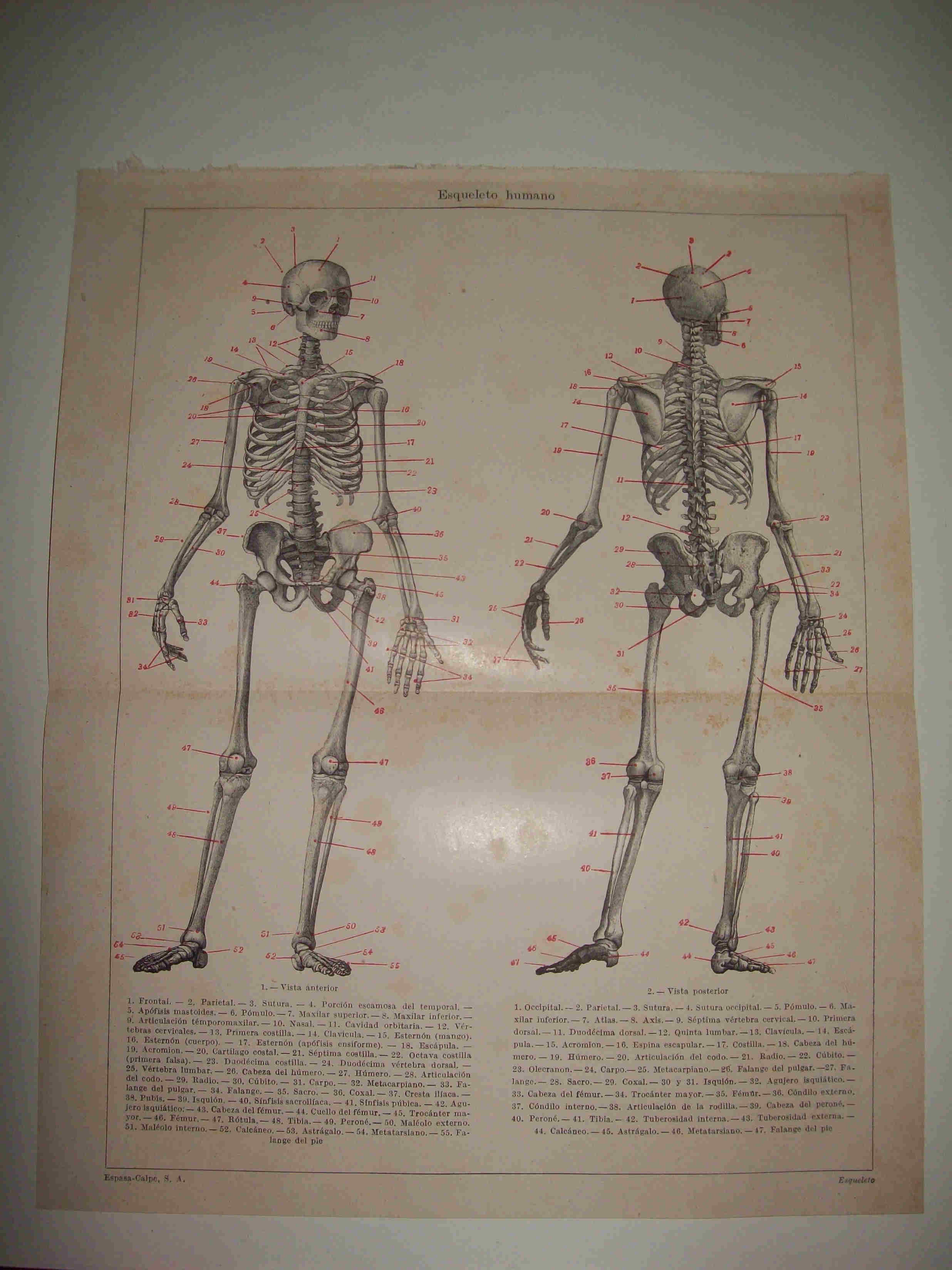 LAMINA ESPASA 16280: Esqueleto humano