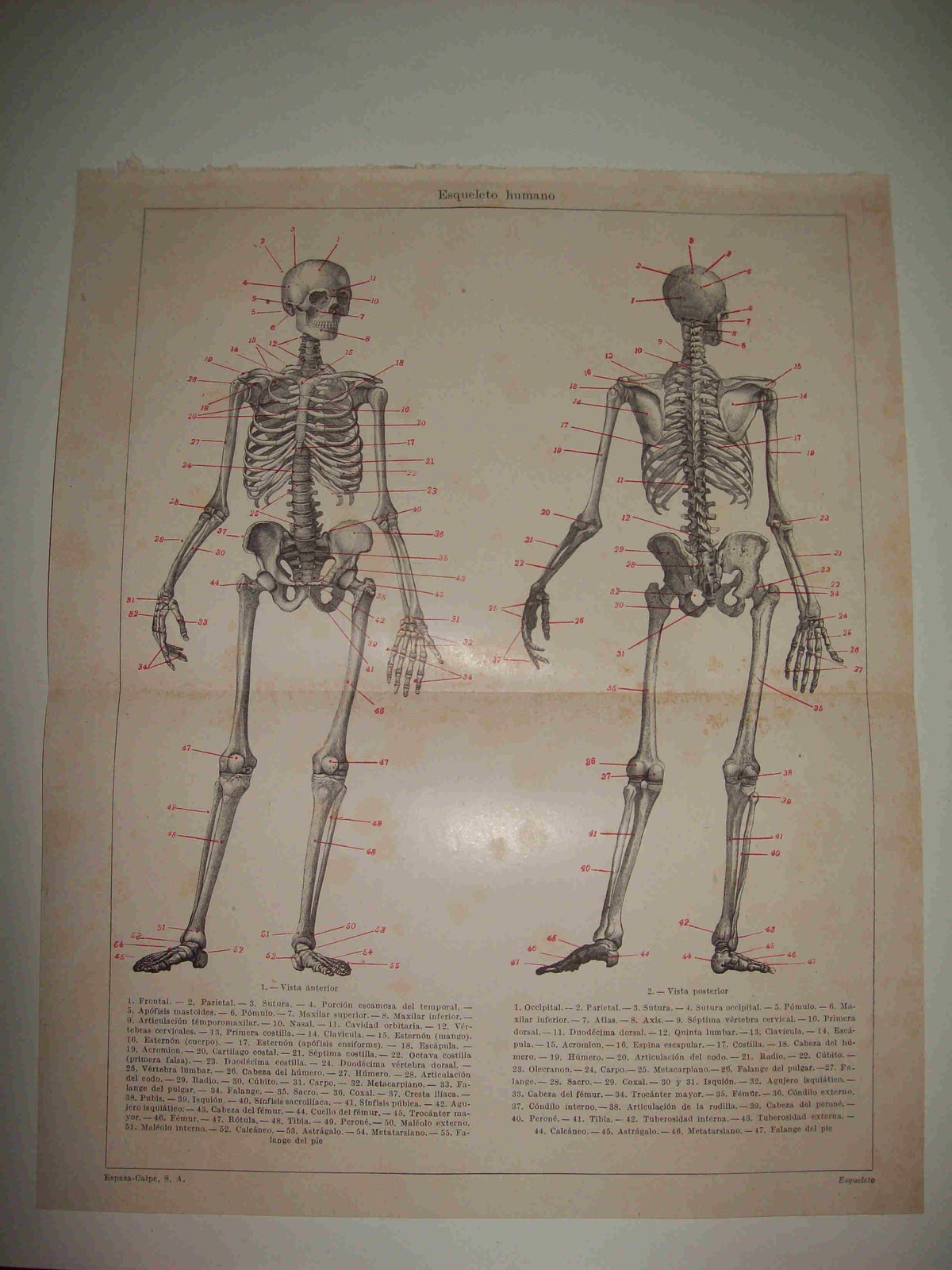 LAMINA ESPASA 16280: Esqueleto humano