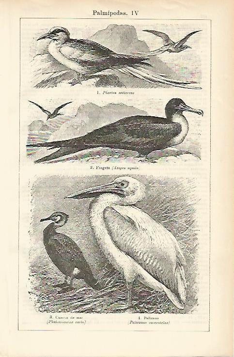 LAMINA ESPASA 1482: Aves palmipedas III
