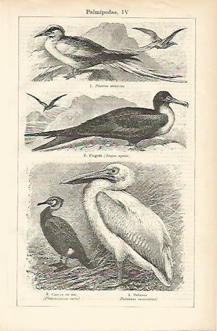 LAMINA ESPASA 1482: Aves palmipedas III