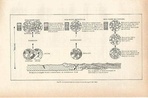 LAMINA ESPASA 26677: Interpretacion genetica de las ortocuarcitas segun Folk
