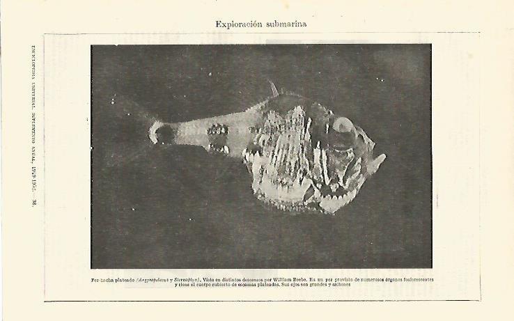 LAMINA ESPASA 26748: Pez-hacha o Argyropelecus 
