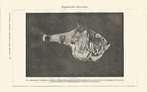 LAMINA ESPASA 26748: Pez-hacha o Argyropelecus 