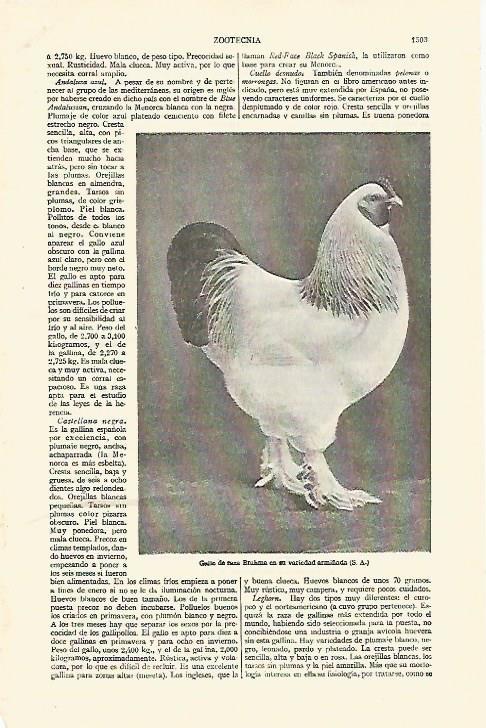 LAMINA ESPASA 26879: Gallo de raza Brahma