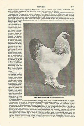 LAMINA ESPASA 26879: Gallo de raza Brahma