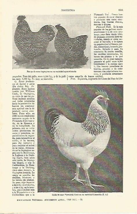 LAMINA ESPASA 26881: Gallinas de raza Orpington y gallo de raza Plymouth-rock
